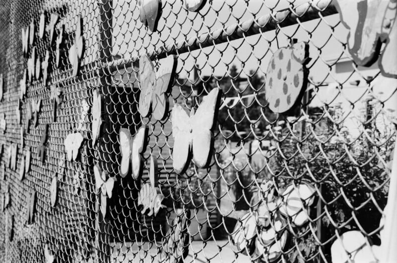 Black-and-white photo of a chain-link fence decorated with various cutout butterfly shapes. Some butterflies appear painted or patterned. Blurred background shows outdoor scenery and indistinct objects.