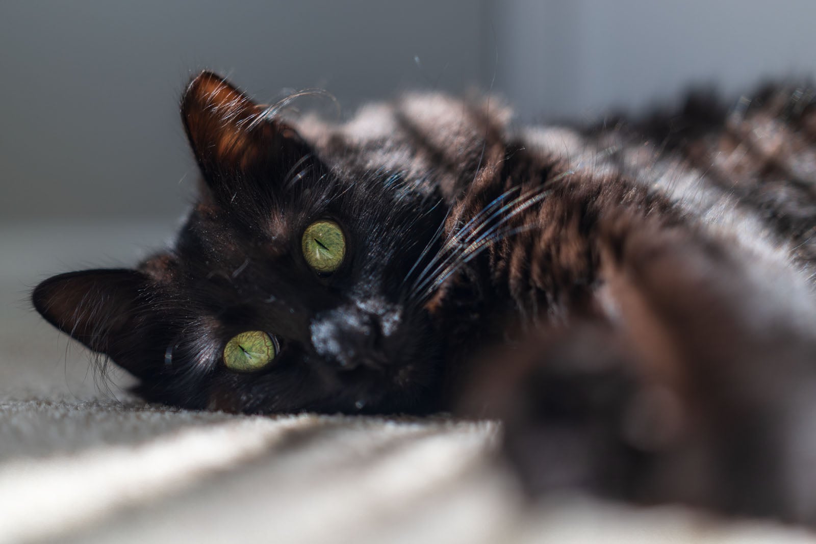 A fluffy black cat with bright green eyes lies on a sunlit carpet, gazing softly at the camera with its body comfortably stretched out.
