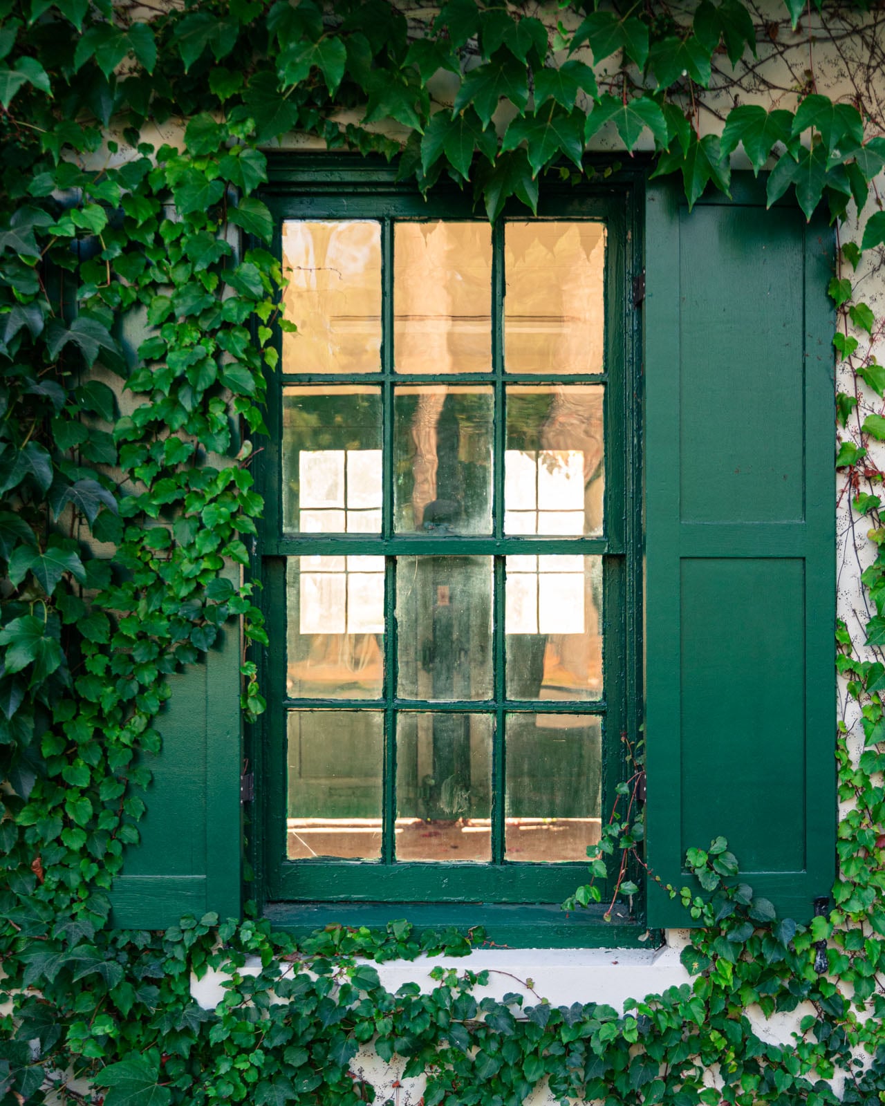 A green window with matching shutters is surrounded by lush green ivy climbing up the wall. Sunlight reflects off the windowpanes, and the inside of the building is softly visible through the glass.