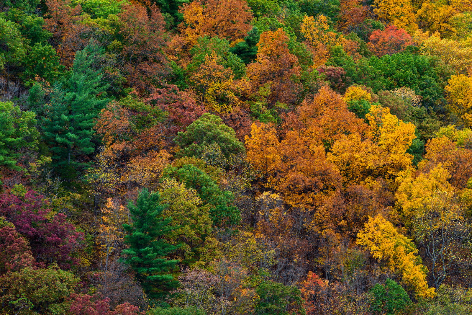 A dense forest displaying vibrant autumn foliage with trees in shades of green, yellow, orange, and red, creating a colorful and textured canopy.