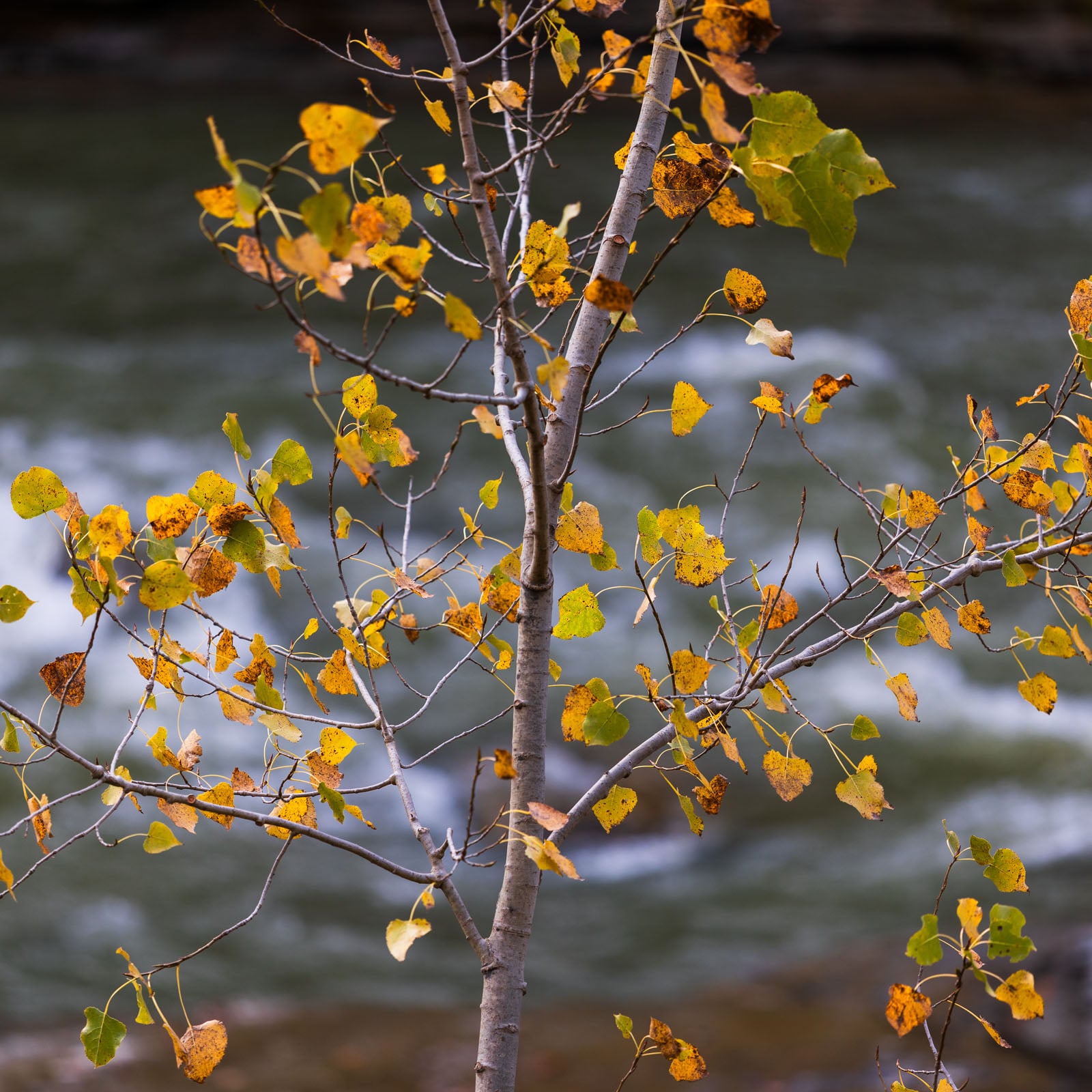 A slender tree with yellow and orange autumn leaves stands in front of a blurred, flowing river. The leaves are sparse, and some branches are bare, signaling the changing season.