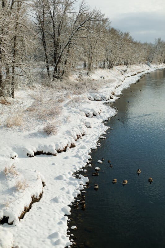 Snow-covered riverbank with leafless trees and shrubs lining the shore. A group of ducks swim and rest along the edge of the clear, calm river under a cloudy sky. The winter landscape appears serene and peaceful.