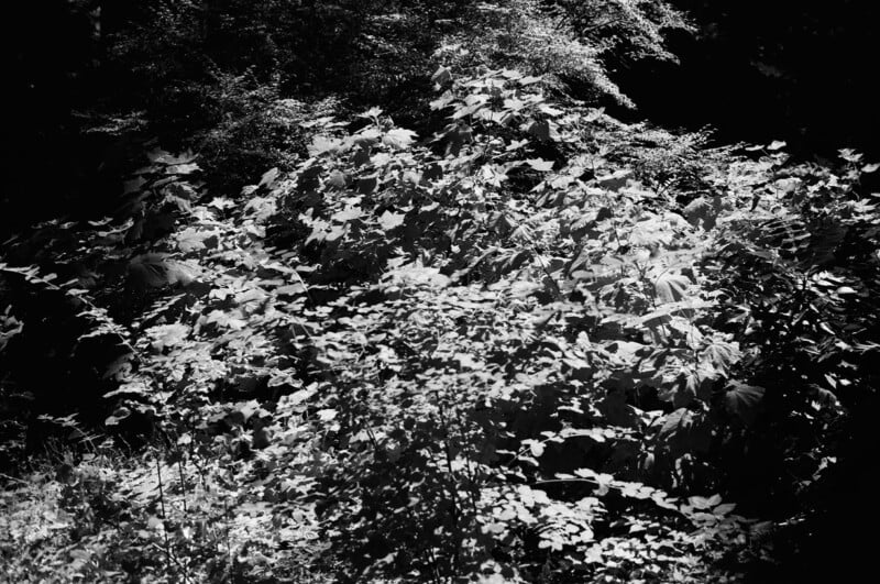 Dense foliage in a forest, with sunlight filtering through the leaves and casting contrasting shadows, creating a textured and layered black-and-white scene.