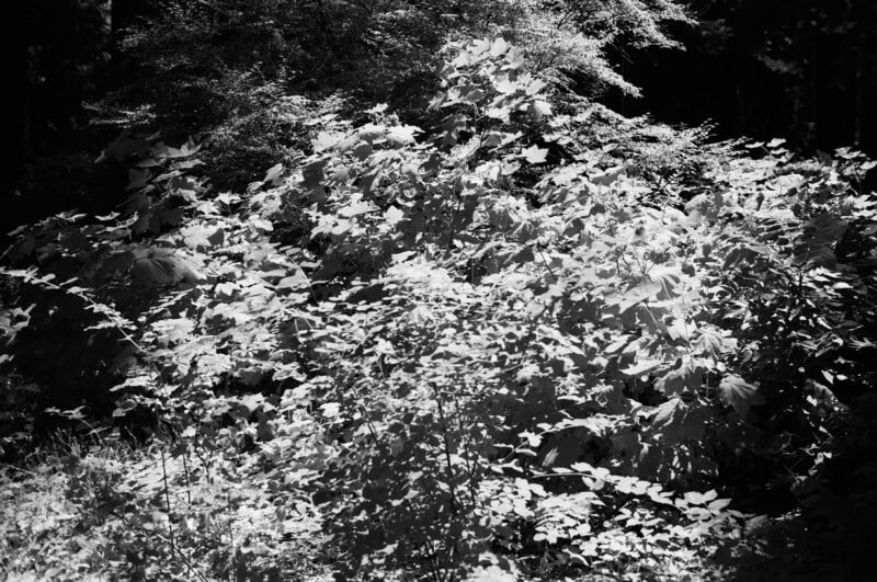 Black and white photo of dense foliage in a forest, with sunlight illuminating the leaves and casting contrasting shadows, creating a textured, layered effect among the plants.