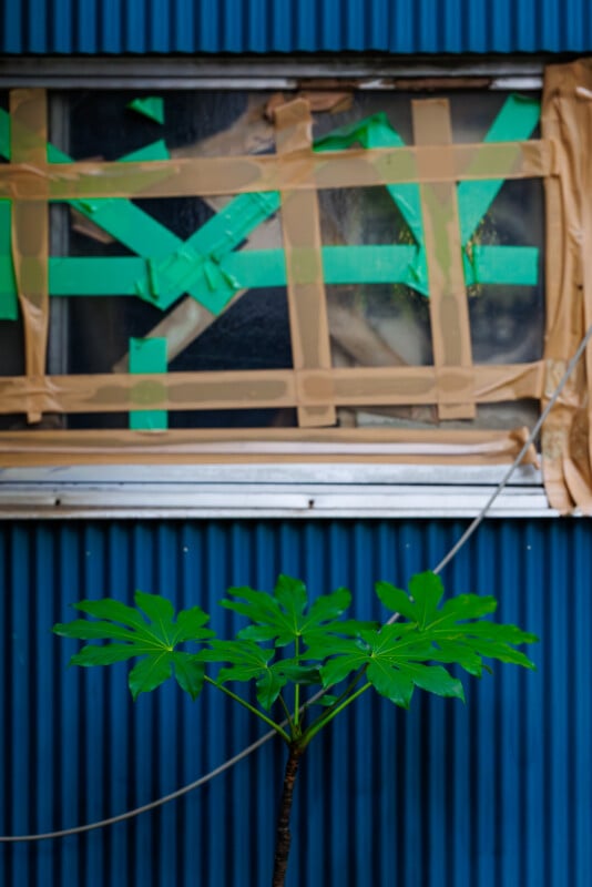 A small green plant grows in front of a blue corrugated wall with a window above it, which is covered in crisscrossed green and beige tape.