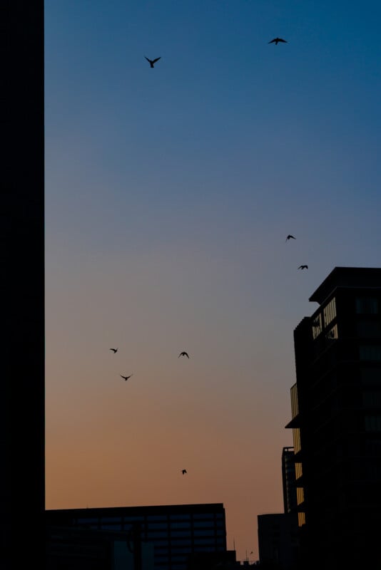 Silhouettes of tall buildings against a twilight sky with a gradient from orange to blue, and several birds flying across the scene.