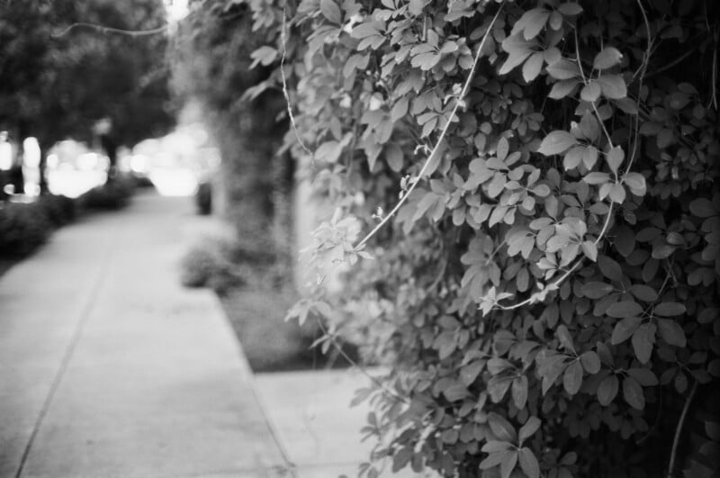 Black and white photo of dense leafy vines growing along a wall beside a sidewalk. The sidewalk stretches into the distance, bordered by trees and plants. The image is slightly out of focus in the background.