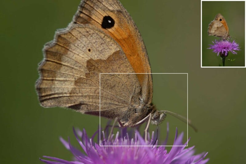 A brown butterfly with an orange and black eyespot rests on a purple flower, shown in close-up. An inset in the top right corner displays the full butterfly perched on the same flower.