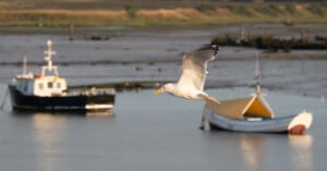 A seagull flies over calm water with two anchored boats in the background, set against a blurred shoreline.