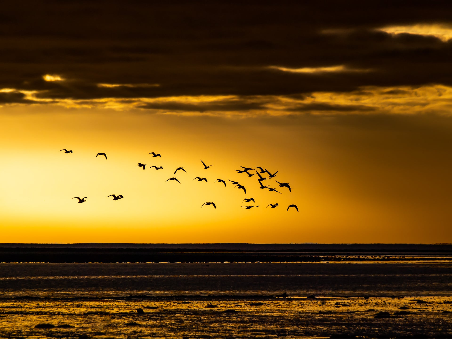 A flock of birds flies over the water at sunset, silhouetted against a golden sky with dark clouds above and the calm sea below.