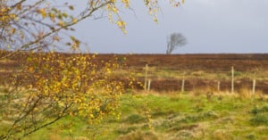 A branch with yellow autumn leaves in the foreground, with a grassy field, a brown hillside, and a single bare tree in the distance under a cloudy sky.