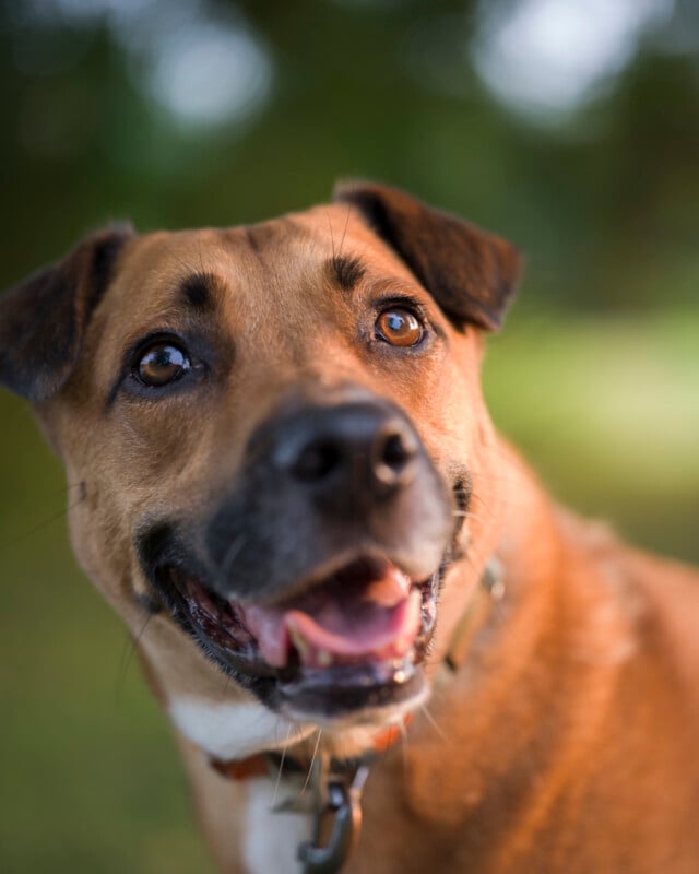 A close-up of a brown dog with dark ears and a white patch on its chest, looking at the camera with its mouth open and tongue slightly out, wearing a collar, with a blurred green background.