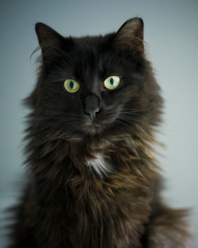 A long-haired black cat with bright green eyes looks directly at the camera against a plain background. Its fur is fluffy and has some brownish highlights and a small patch of white on its chest.
