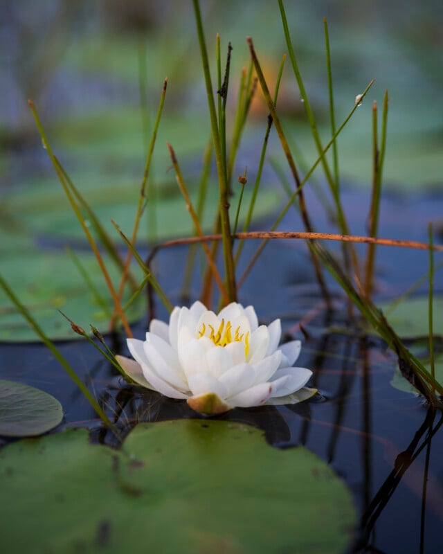 A white water lily with yellow stamens floats on a pond, surrounded by green lily pads and tall, thin reeds rising from the water.