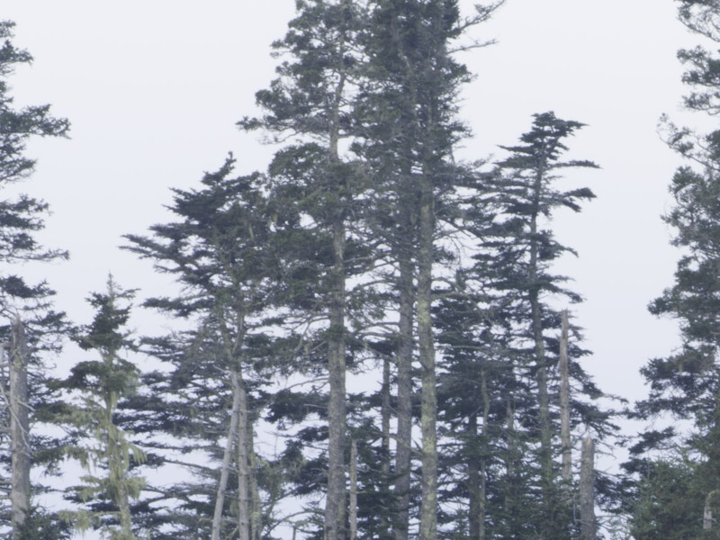 Tall evergreen trees with sparse branches stand close together against a pale sky, creating a dense and textured forest canopy with minimal undergrowth visible.