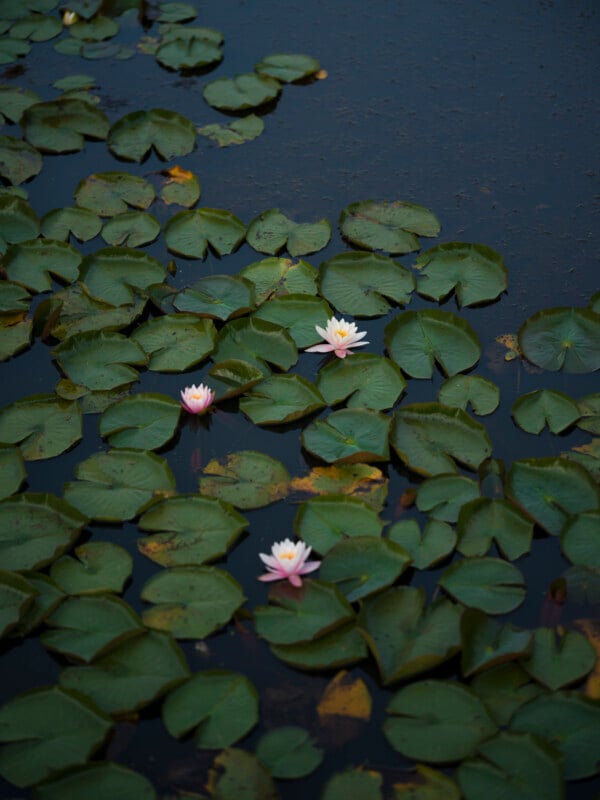 Pink and white water lilies bloom among clusters of green lily pads floating on a dark, reflective pond.
