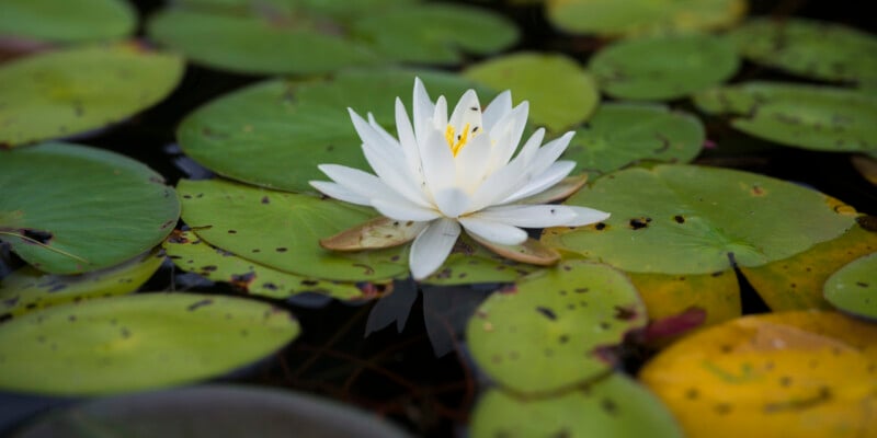 A white water lily with yellow stamens blooms among green and yellow lily pads floating on the surface of a pond.