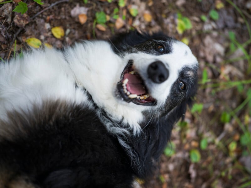 A black and white dog lies on its back outdoors, mouth open in a joyful, playful expression. Green leaves and brown ground are visible in the background.