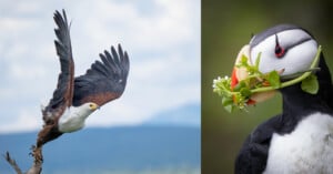 On the left, an eagle takes flight from a branch against a blurred sky. On the right, a puffin holds green plants and white flowers in its colorful beak, set against a soft green background.