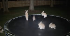Six rabbits are on a trampoline at night, with some jumping and others sitting. The trampoline is outdoors, surrounded by trees and a wooden fence in the background.