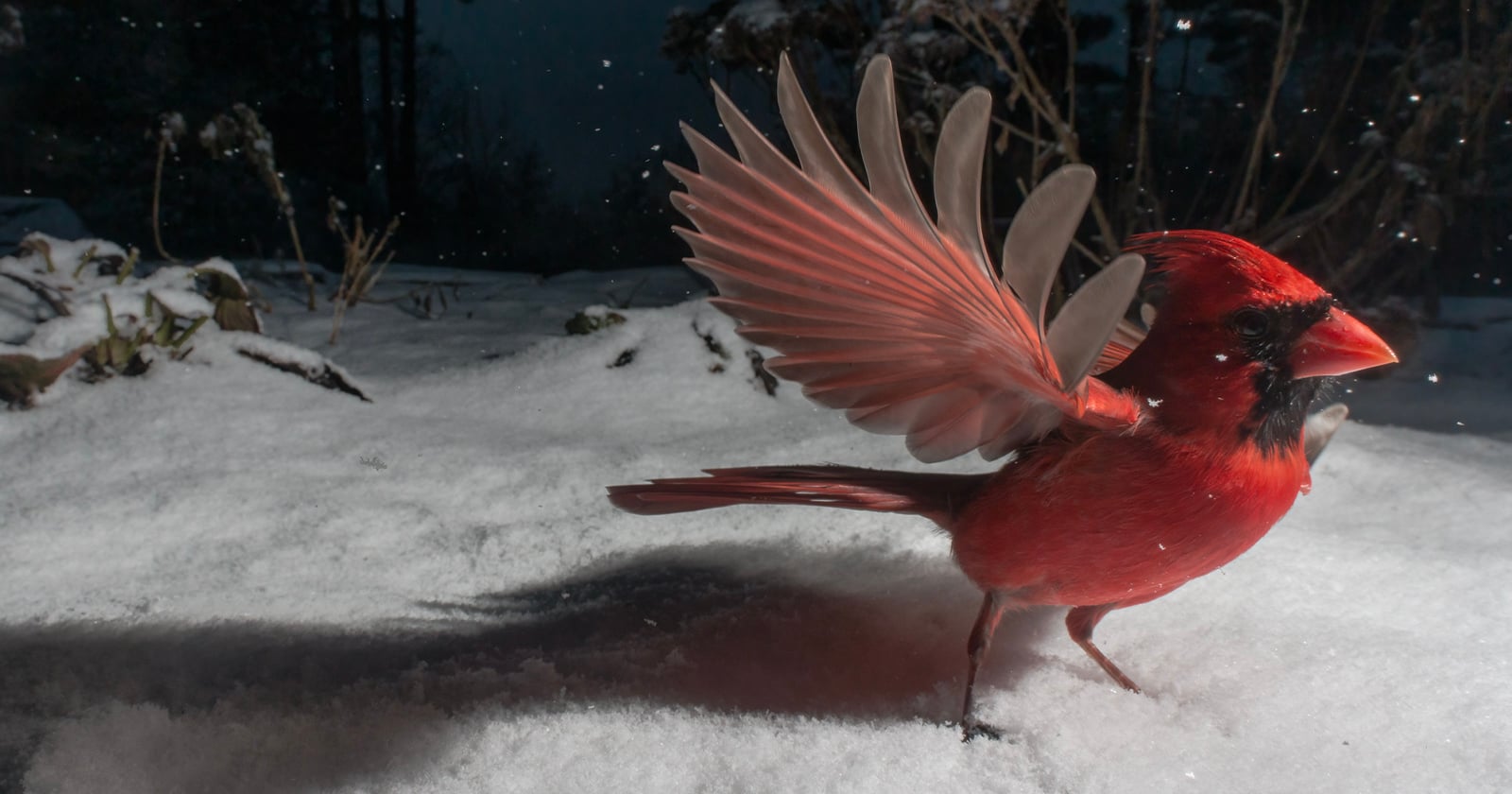 Carla Rhodes's camera trap