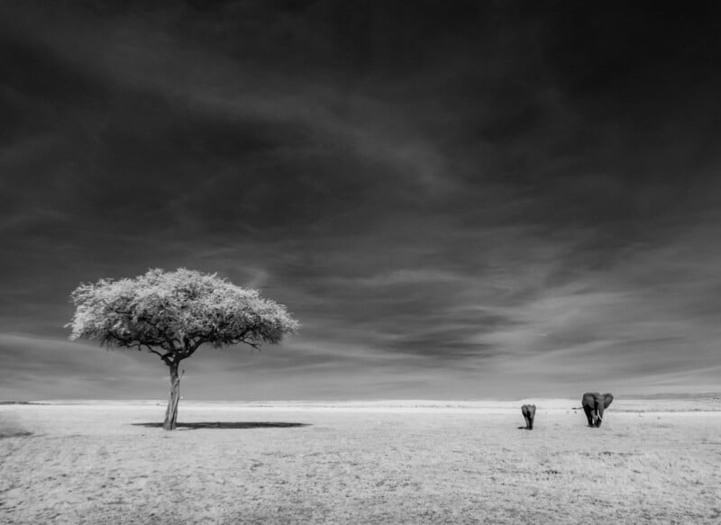 A black and white photo of a lone tree on a vast plain, with two elephants walking together in the distance under a dramatic sky.