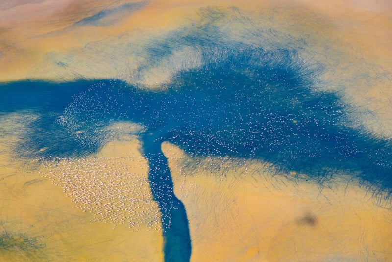 Aerial view of thousands of white flamingos clustered along a winding blue river amidst yellow and tan sandy terrain, creating an abstract, tree-like pattern.