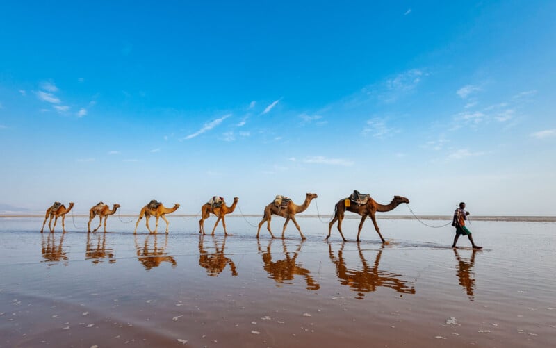 A person leads a caravan of six camels across a reflective, shallow water surface under a clear blue sky, with the camels and person casting visible reflections.