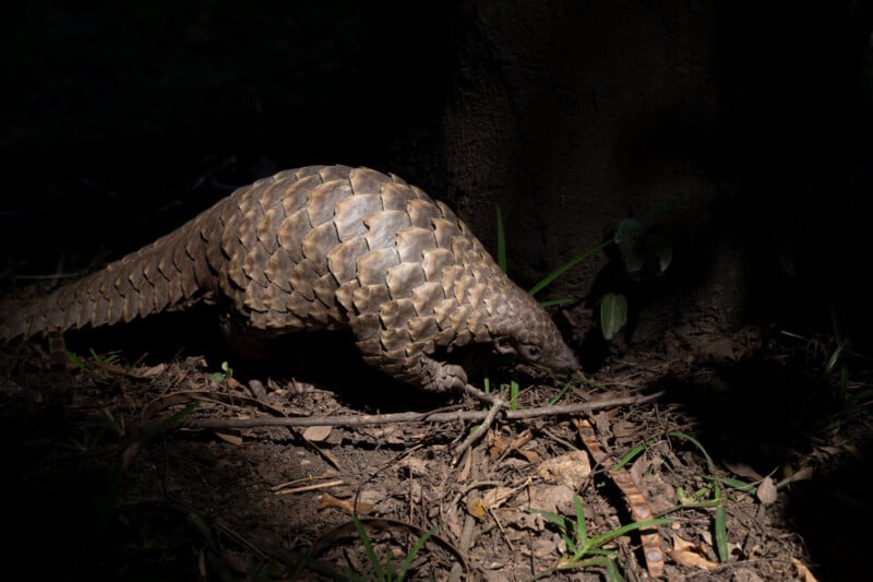 A pangolin with overlapping scales walks on the ground in a shaded forest area, partially illuminated by sunlight near the base of a tree.
