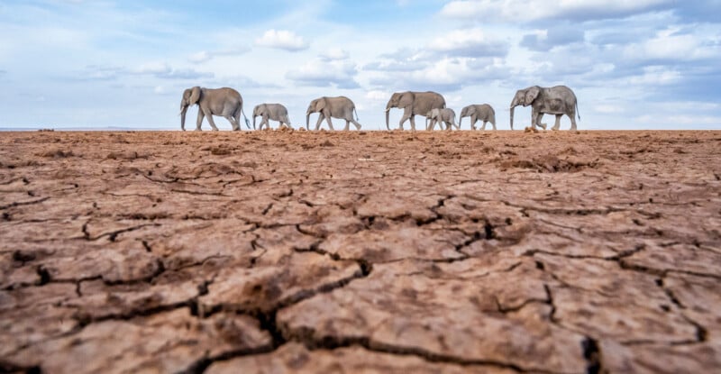 A herd of elephants walks in a line across a dry, cracked, barren landscape under a cloudy blue sky, emphasizing the harsh conditions of their environment.