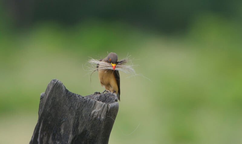 A small bird perches on a weathered tree stump, holding strands of dried grass or fibers in its beak, with a blurred green background.