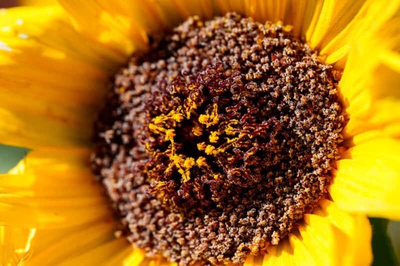 Close-up of a sunflower showing detailed yellow petals and the textured, densely packed brown and yellow center filled with pollen.