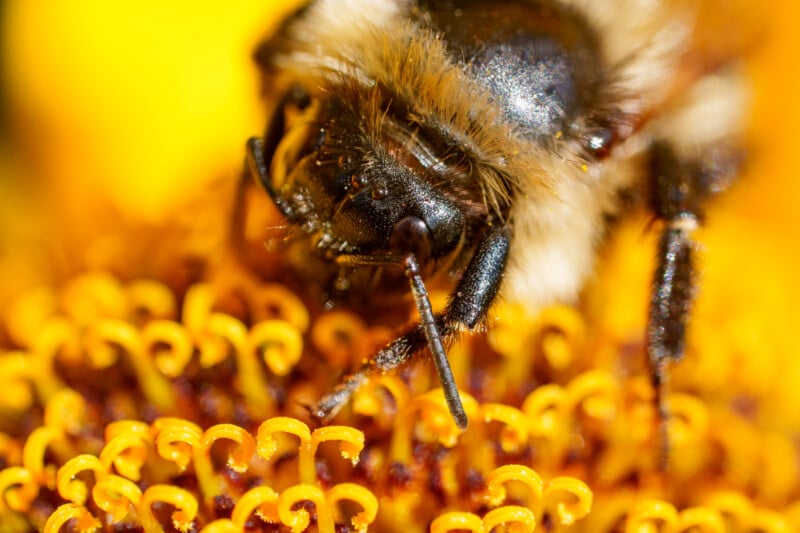 A close-up macro photo of a bee on a bright yellow flower, showing detailed textures of the bee's face, antennae, and fuzzy body among curly flower stamens.