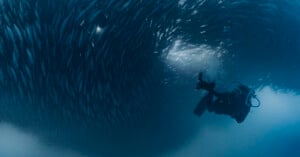 A scuba diver swims underwater near a massive swirling school of fish, with light filtering through the dense formation and illuminating the scene.