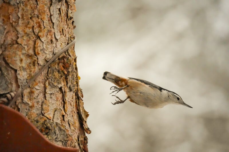 A small bird with a white belly and grayish wings is captured mid-air as it leaps away from the rough bark of a tree, with a blurred natural background.