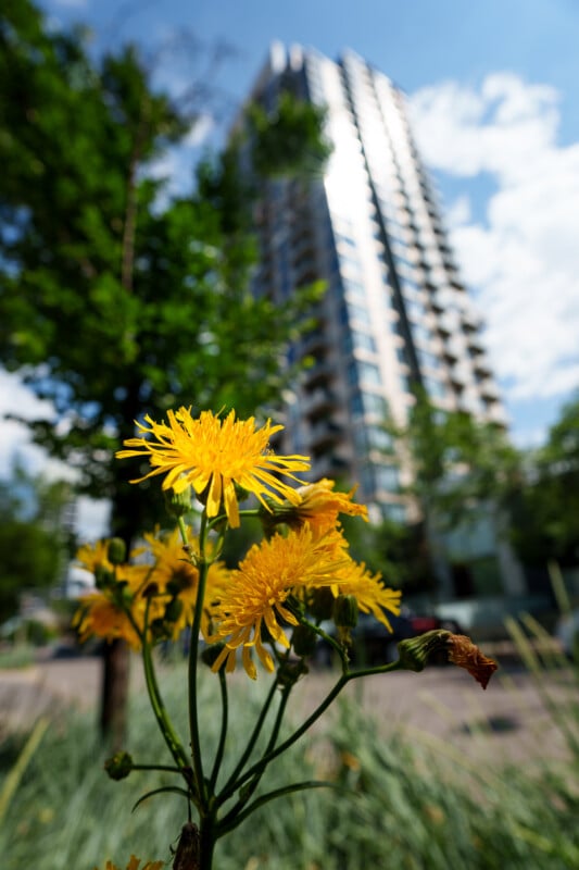 Close-up of yellow dandelion flowers in sharp focus with a tall, modern apartment building blurred in the background, set against a partly cloudy blue sky and green trees.