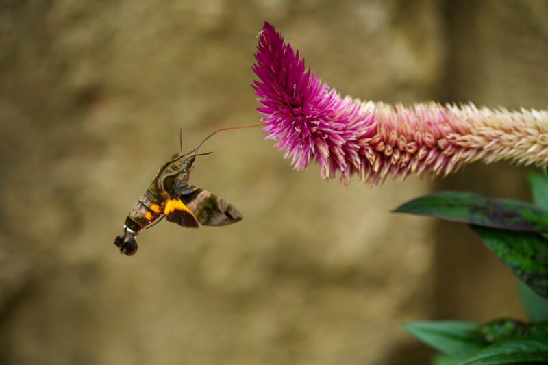 A hummingbird hawk-moth hovers near a vibrant pink and white flower, extending its proboscis to feed, with a blurred green and beige background.