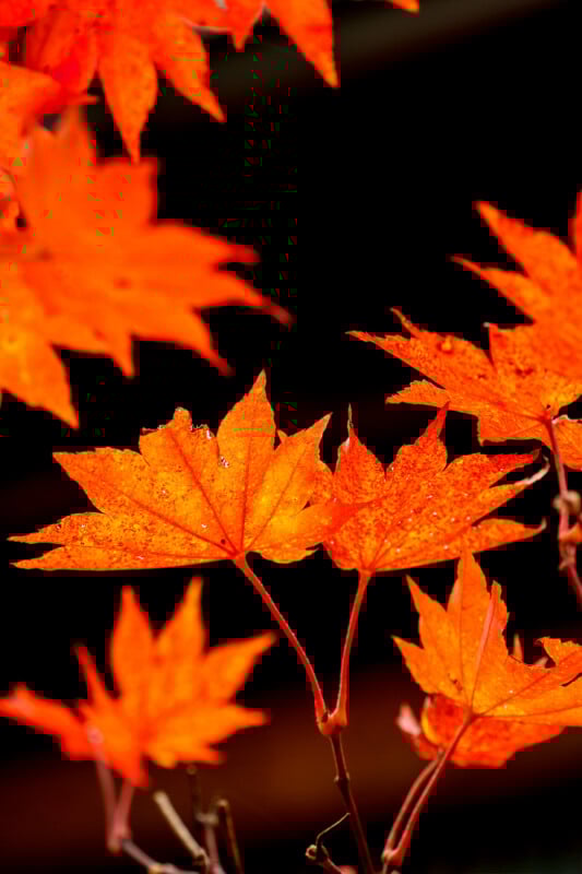 Bright orange maple leaves with pointed edges stand out against a dark background, capturing the vibrant colors of autumn. The leaves have visible veins and some glisten with tiny droplets of water.