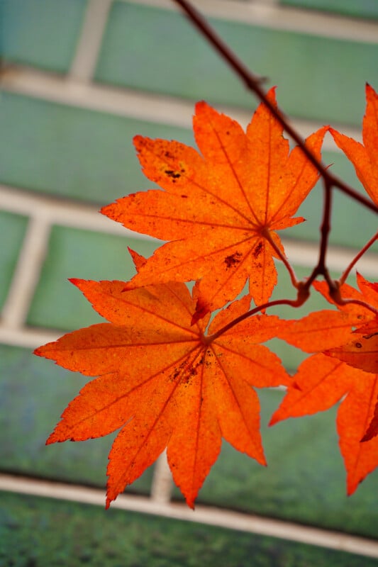 Bright orange maple leaves on a branch stand out against a blurred background of greenish-blue rectangular tiles.