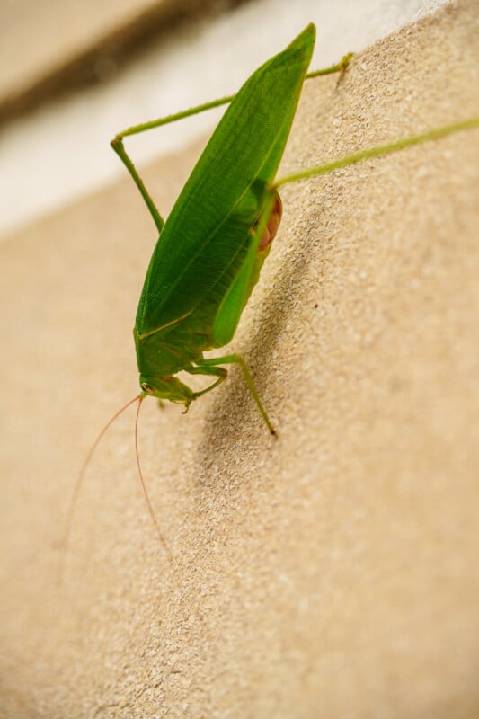 A green katydid insect with long antennae clings to a beige textured wall, blending in with its surroundings.
