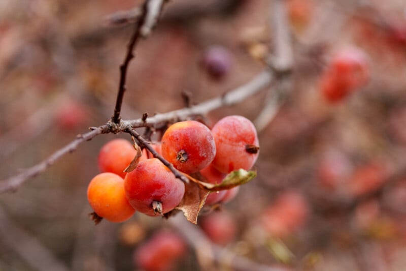Close-up of a cluster of small red and orange crabapples on a branch with a few dried leaves, set against a blurred background of more branches and fruits.
