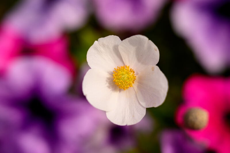 A single white flower with a yellow center is in sharp focus, surrounded by a blurred background of purple and pink flowers.