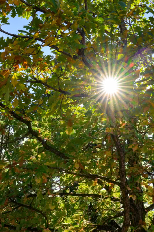 Sunlight shines through the dense green leaves and branches of a tree, creating a bright starburst effect against a clear blue sky.