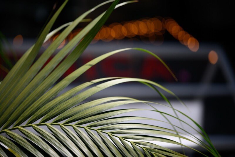 Close-up of green palm fronds with soft sunlight highlighting the leaves; blurred background features round orange lights and indistinct shapes.