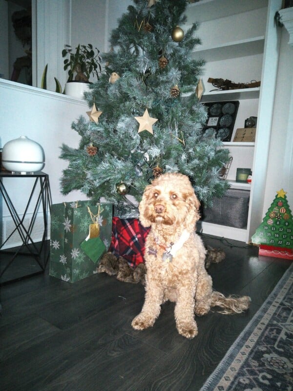 A curly-haired dog sits in front of a decorated Christmas tree with gold ornaments and pinecones. Gifts and a plaid blanket are nearby on a dark wood floor, with shelves and holiday decor in the background.