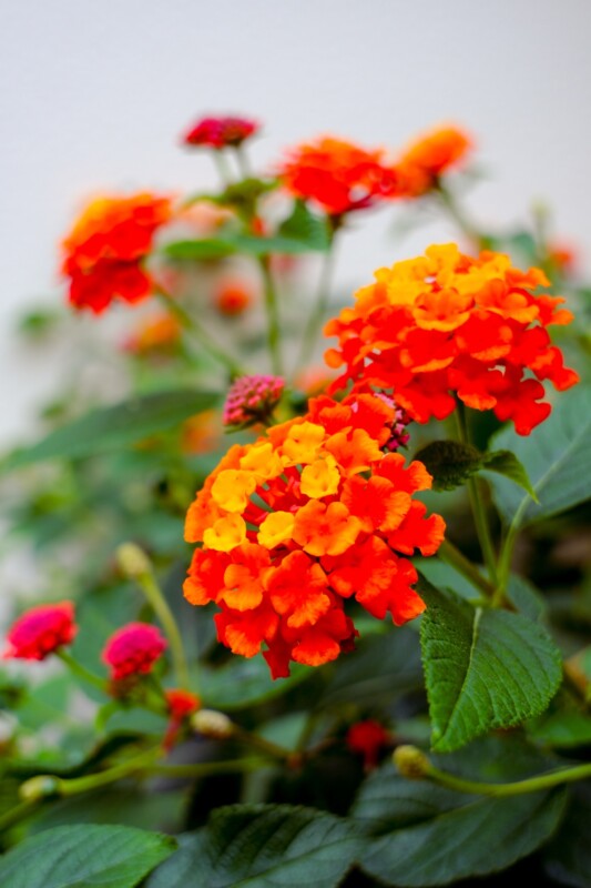 Bright orange and red lantana flowers in full bloom, surrounded by green leaves, with some flower buds and a softly blurred background.