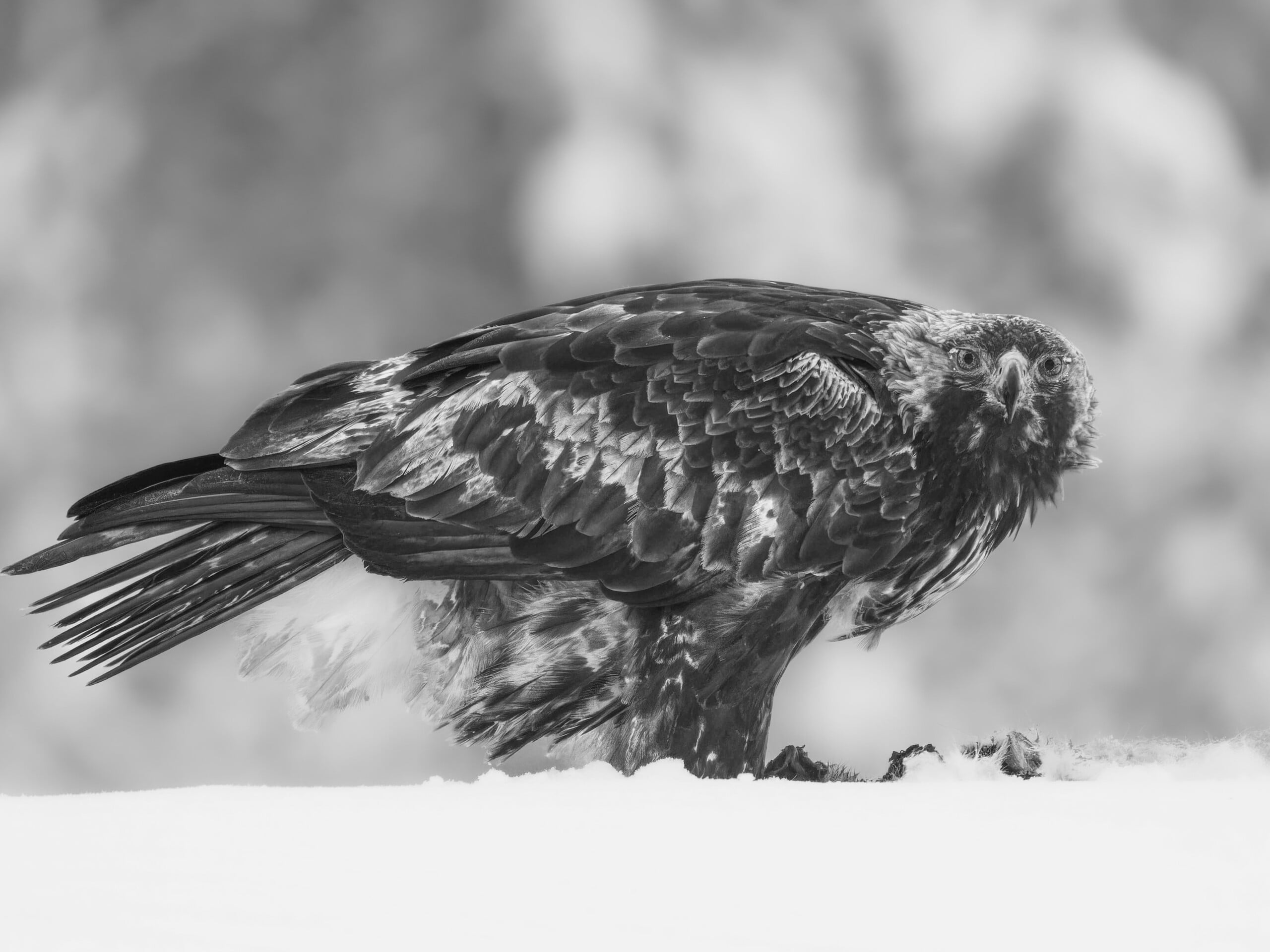 A large eagle stands on snow, gripping prey with its talons. Its head is turned, looking directly at the camera, and its detailed feathers are visible. The background is blurred. The image is in black and white.