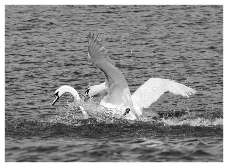 Two swans flap their wings and splash in the water, creating ripples and droplets. The image is in black and white, capturing the movement and energy of the birds on a lake.