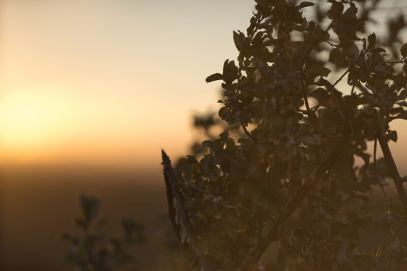 A close-up of leafy branches in soft focus, with a warm, golden sunset glowing in the blurred background. The scene feels calm and tranquil, capturing the light and shadows of dusk.