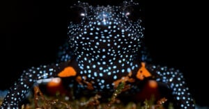 A close-up of a black frog covered in bright blue spots and orange patches on its body, sitting on green moss against a dark background.